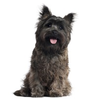 Cairn Terrier
