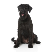 Giant-Schnauzer