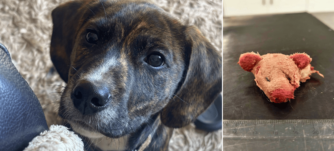 Photos showing Dudley and the toy they accidentally swallowed