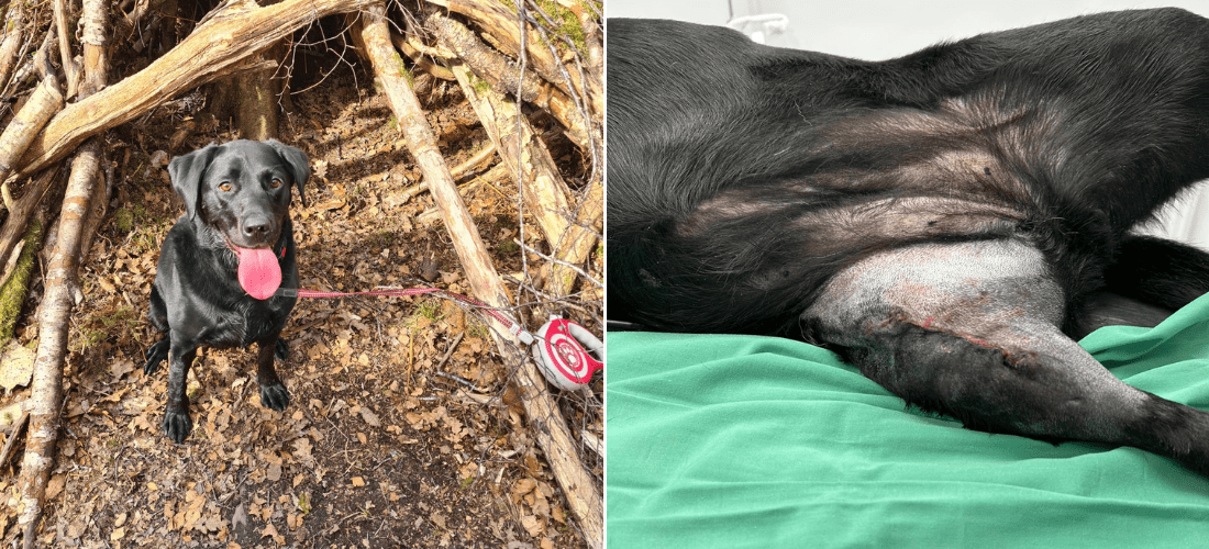 Photos of Eevee camping and recovering