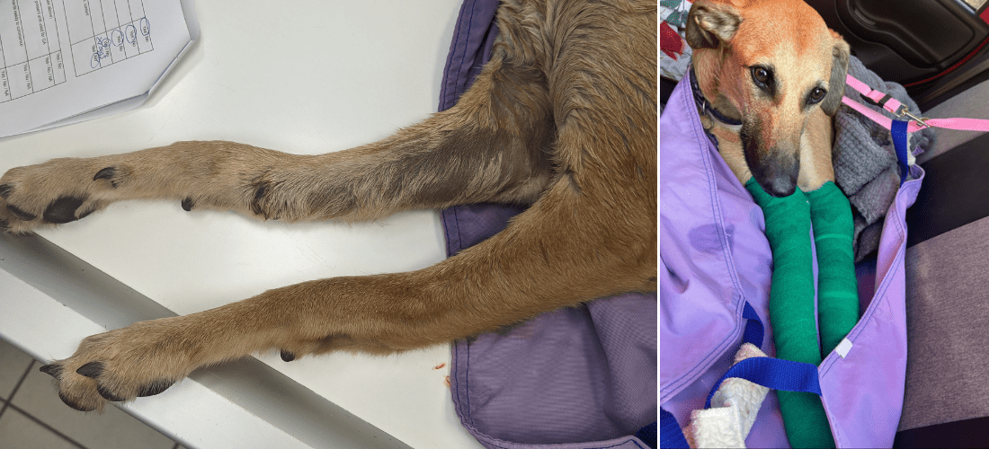 Photos showing Munchie's legs and Munchie recovering with casts on